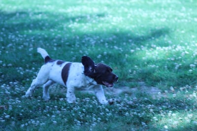 Les chiots de English Springer Spaniel