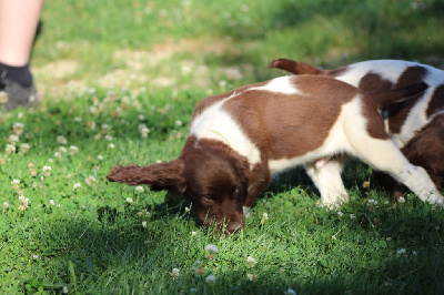 Les chiots de English Springer Spaniel