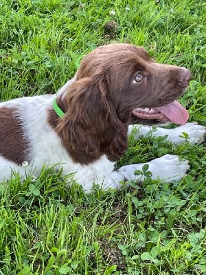 Les chiots de English Springer Spaniel