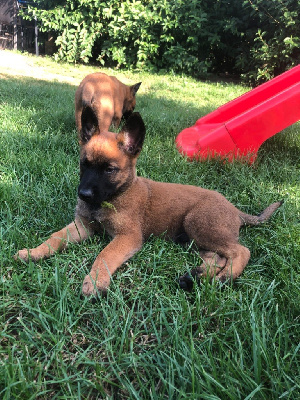 Les chiots de Berger Belge