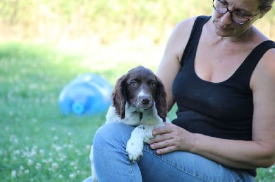 Les chiots de English Springer Spaniel