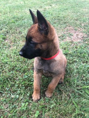 CHIOT collier rouge/jaune - Berger Belge