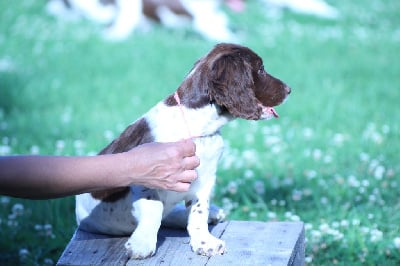 CHIOT collier rose - English Springer Spaniel