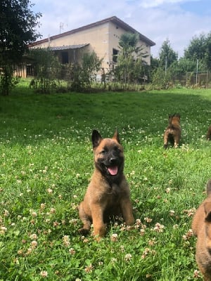 Les chiots de Berger Belge