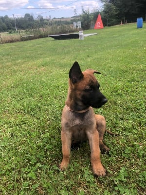 Les chiots de Berger Belge