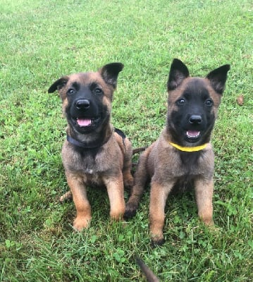 Les chiots de Berger Belge