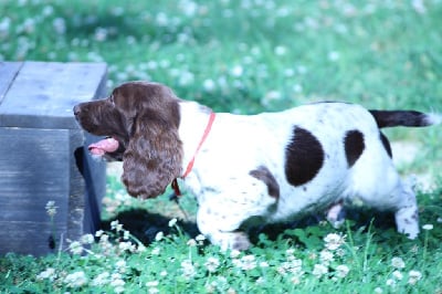 Les chiots de English Springer Spaniel