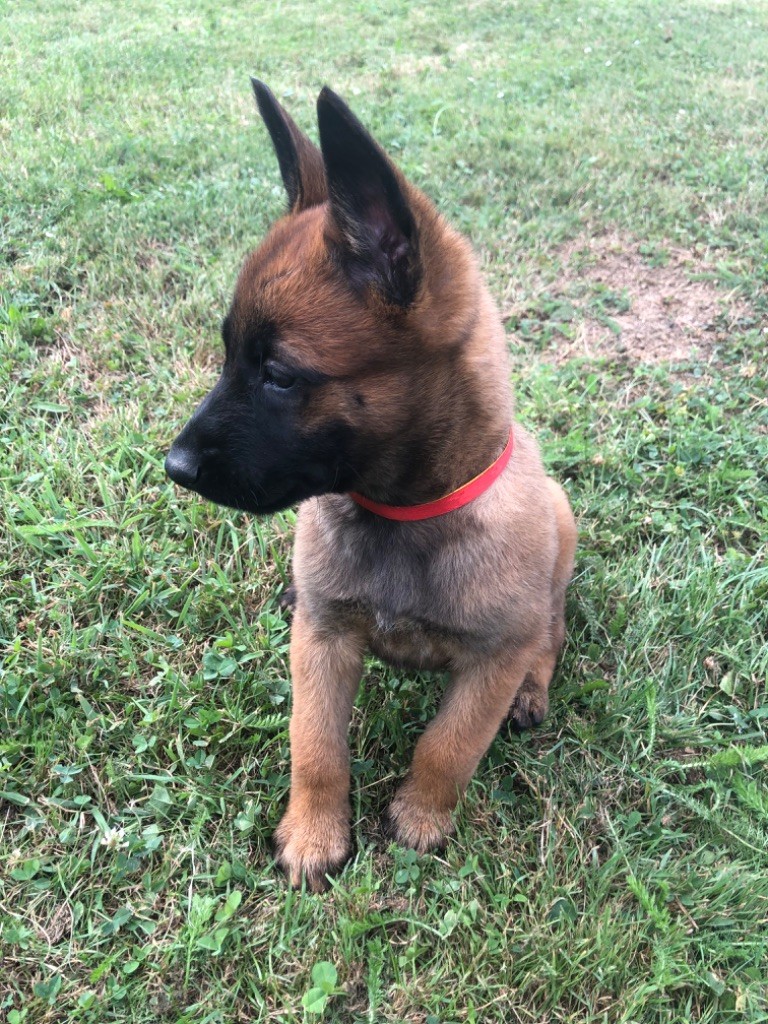 CHIOT collier rouge/jaune - Berger Belge