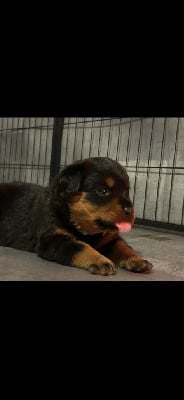 Les chiots de Rottweiler