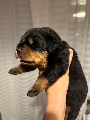 CHIOT - Rottweiler