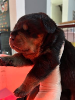 CHIOT - Rottweiler