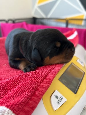 Les chiots de Rottweiler