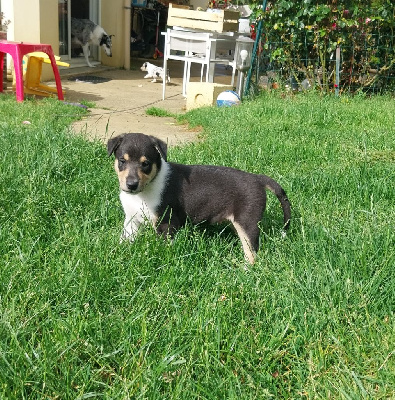 Les chiots de Colley à poil court