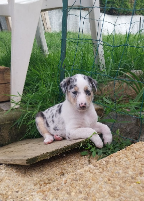 Les chiots de Colley à poil court