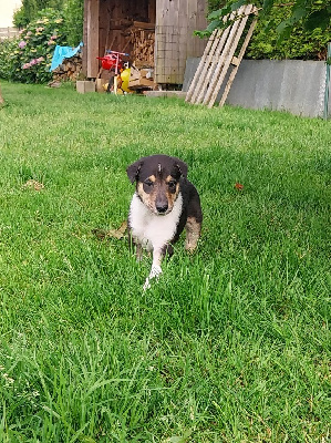 Les chiots de Colley à poil court