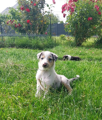 Les chiots de Colley à poil court