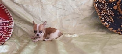 Les chiots de Chihuahua