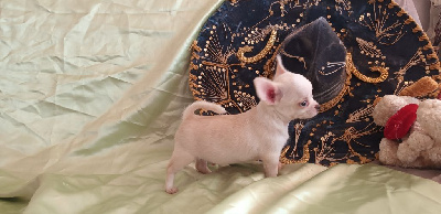 CHIOT LOF Beige Clair - Chihuahua