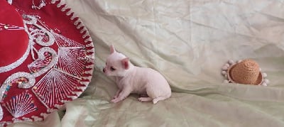 Les chiots de Chihuahua