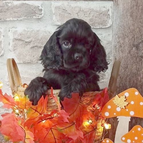 Mâle collier Noir - American Cocker Spaniel