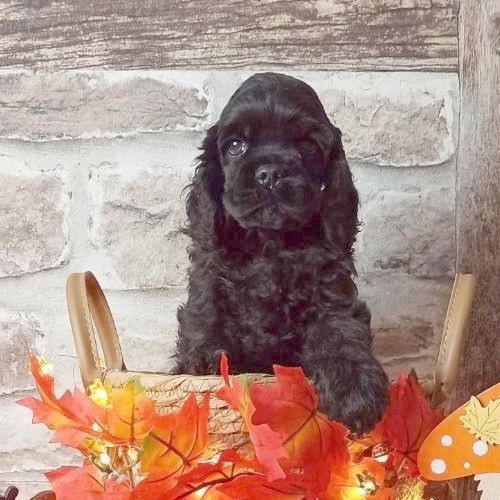 Mâle sans collier - American Cocker Spaniel