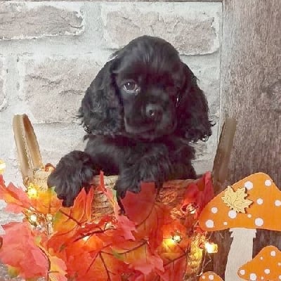 Mâle collier Noir - American Cocker Spaniel