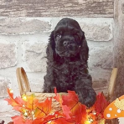 Mâle sans collier - American Cocker Spaniel