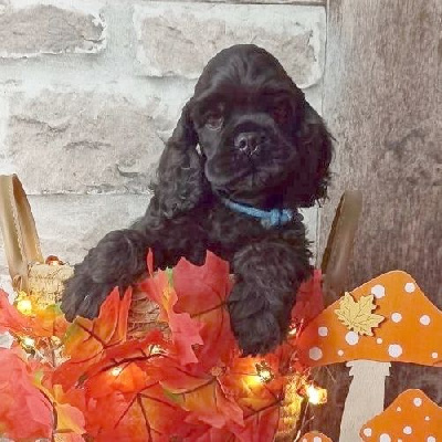 Mâle Collier Bleu - American Cocker Spaniel