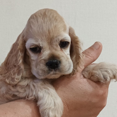 Les chiots de American Cocker Spaniel