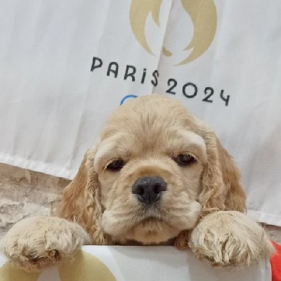 Les chiots de American Cocker Spaniel