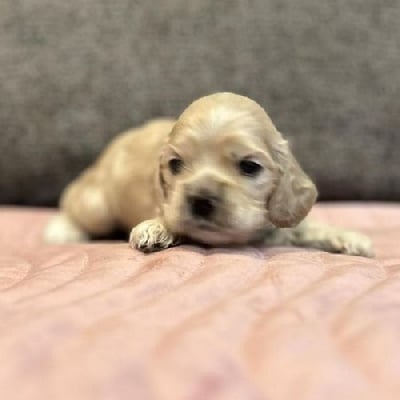 Les chiots de American Cocker Spaniel