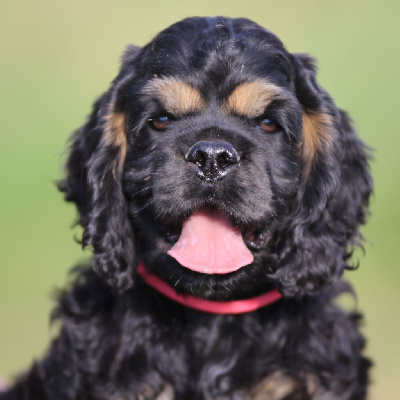 Les chiots de American Cocker Spaniel