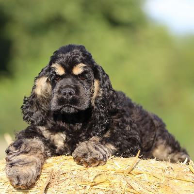 Les chiots de American Cocker Spaniel