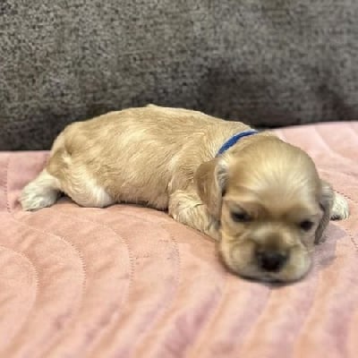 Les chiots de American Cocker Spaniel