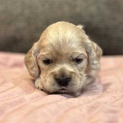 Femelle Collier Blanc - American Cocker Spaniel