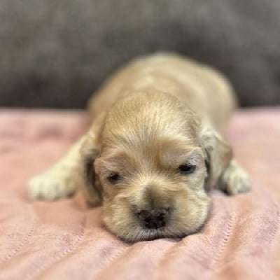 Mâle sans collier - American Cocker Spaniel