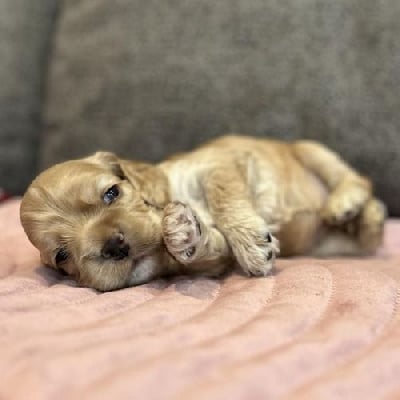 Les chiots de American Cocker Spaniel