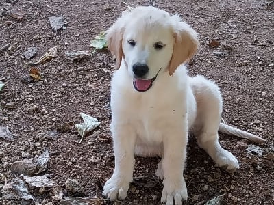 Les chiots de Golden Retriever