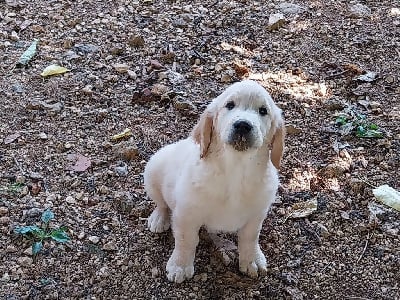 Les chiots de Golden Retriever