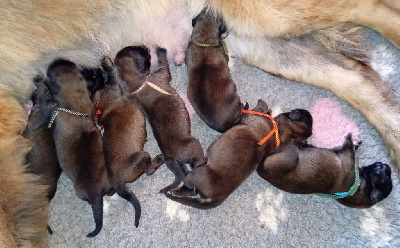 Les chiots de Leonberger