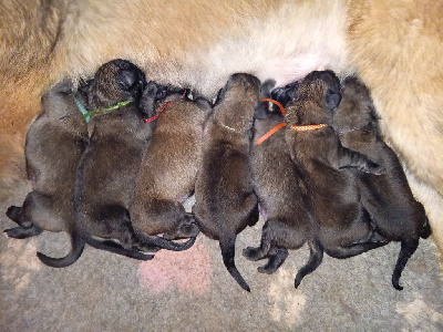 Les chiots de Leonberger