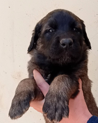 Les chiots de Leonberger