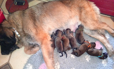 Les chiots de Leonberger