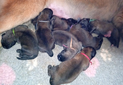 Les chiots de Leonberger