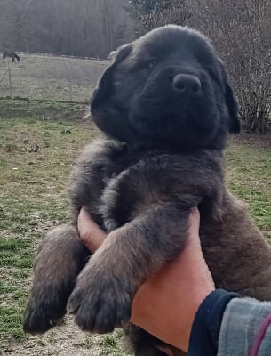 Les chiots de Leonberger