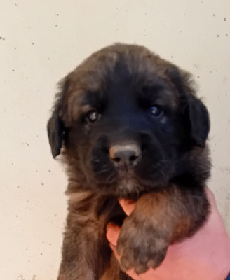 Les chiots de Leonberger