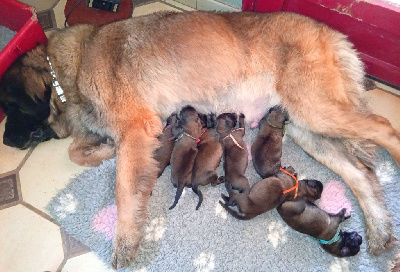 Les chiots de Leonberger