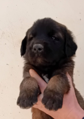 Les chiots de Leonberger