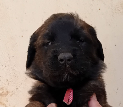 Les chiots de Leonberger