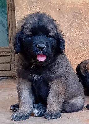 Les chiots de Leonberger